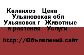 Каланхоэ › Цена ­ 150 - Ульяновская обл., Ульяновск г. Животные и растения » Услуги   